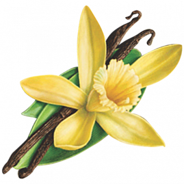 Sri Lankan Vanilla