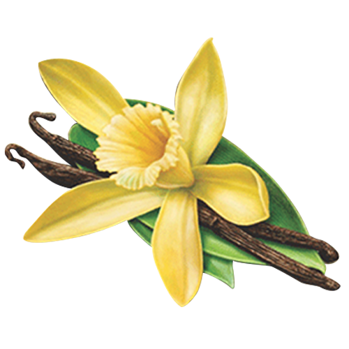 Sri Lankan Vanilla